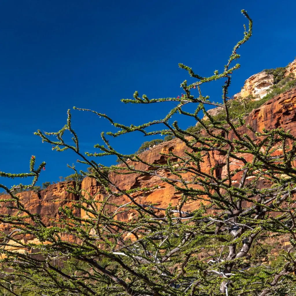 Modern Vegetation